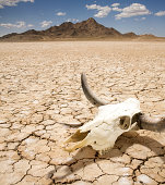 Cattle Steer Skull on Dry Desert Land