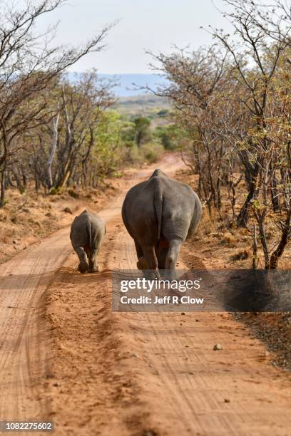 two white rhinos on a dirt road in south africa - rhino stock pictures, royalty-free photos & images