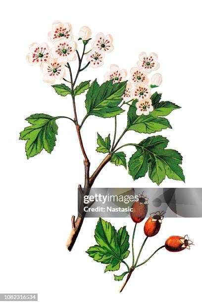 crataegus laevigata, bekannt als midland weißdorn, englische weißdorn, wald weißdorn oder mayflower - weißdorn stock-grafiken, -clipart, -cartoons und -symbole