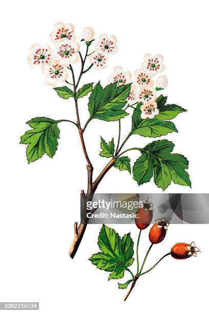 crataegus laevigata, known as the midland hawthorn, english hawthorn, woodland hawthorn or mayflower - hawthorn,_victoria stock illustrations