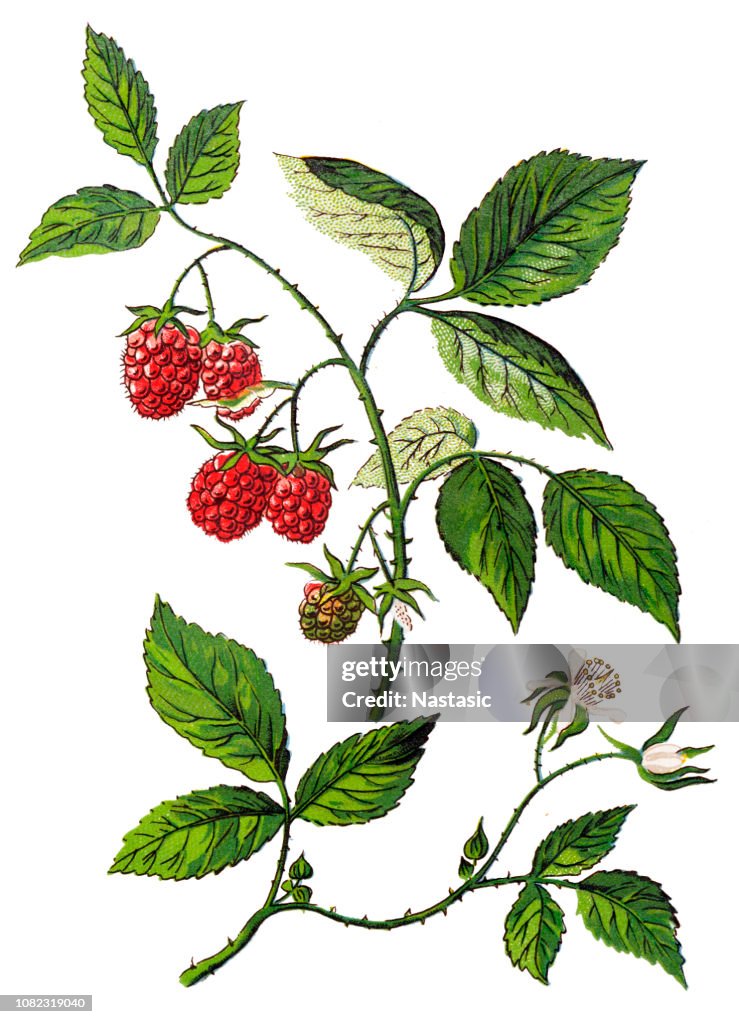 Naturalized European Raspberry Rubus Idaeus Raspberry Also Called Red Raspberry Or Occasionally As ...