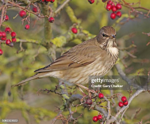 black-throated thrush [turdus atrogularis] - turdus stock pictures, royalty-free photos & images