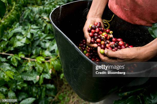 Coffee picker displays ripe, bright red arabica beans used in specialty coffees in the Andes mountains in the Antioquia province near Ciudad Bolivar,...