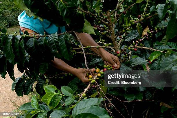 Coffee picker works in the Andes mountains in the Antioquia province near Ciudad Bolivar, Colombia, on Thursday, Jan. 20, 2011. Antioquia, Colombia's...