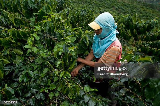 Coffee picker works in the Andes mountains in the Antioquia province near Ciudad Bolivar, Colombia, on Thursday, Jan. 20, 2011. Antioquia, Colombia's...