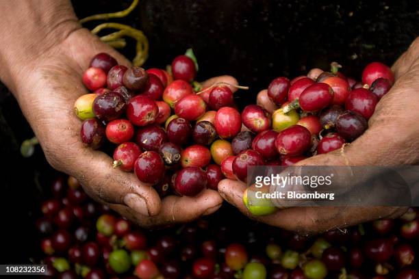 Coffee picker displays ripe, bright red arabica beans used in specialty coffees in the Andes mountains in the Antioquia province near Ciudad Bolivar,...