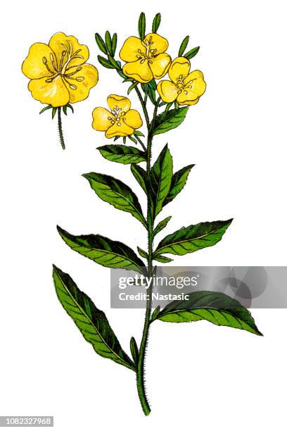 oenothera or evening primrose plant - primrose stock illustrations