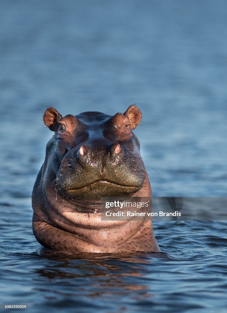 Friendly hippo