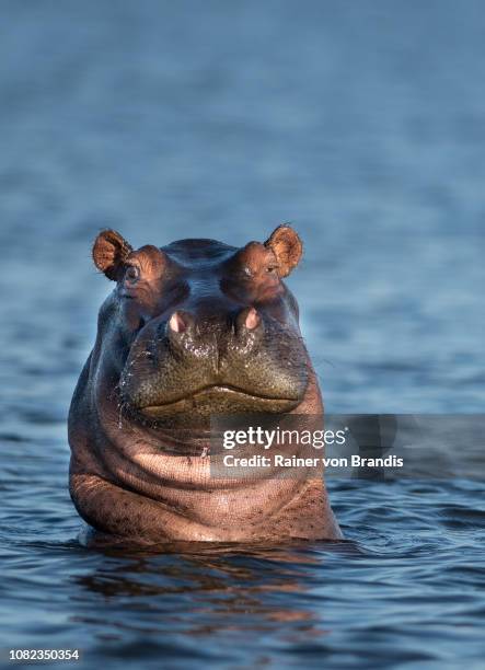 friendly hippo - hipopotamo imagens e fotografias de stock