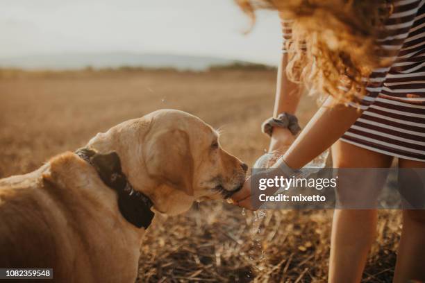 thirsty dog - yellow labrador retriever stock pictures, royalty-free photos & images