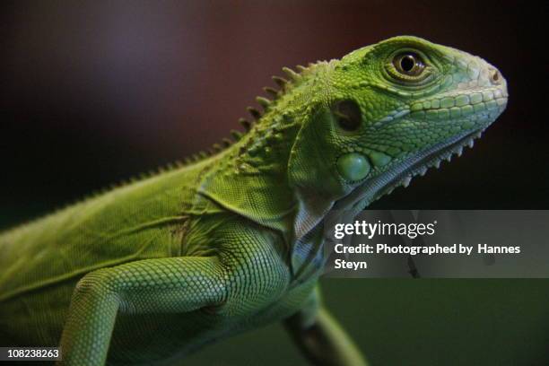 green iguana - green iguana stock pictures, royalty-free photos & images