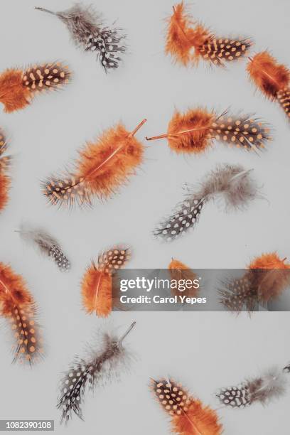 feathers background.top view.abstract - chicken decoration stock-fotos und bilder