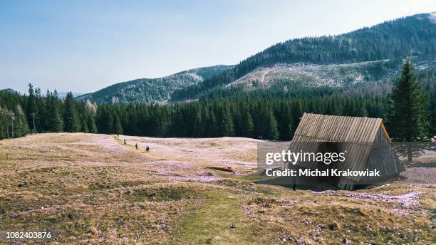 hikers on kalatowki mountain meadow in spring, tatra national park (tatra mountains, poland). - spring mountains poland stock pictures, royalty-free photos & images
