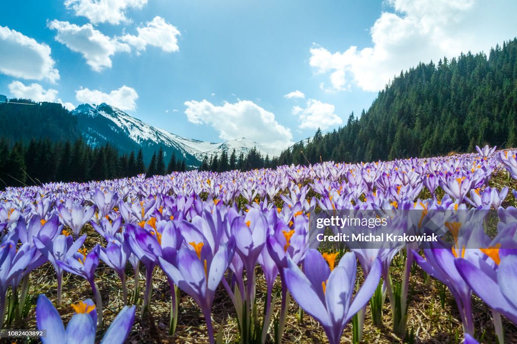 Blühende Krokusse Feld auf einer Bergwiese im Frühjahr (Tatra Gebirge, Polen)