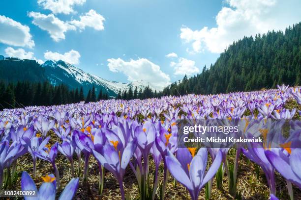 campo de azafranes florecen en un prado de montaña en primavera (montaña tatra, polonia) - azafrán familia del iris fotografías e imágenes de stock