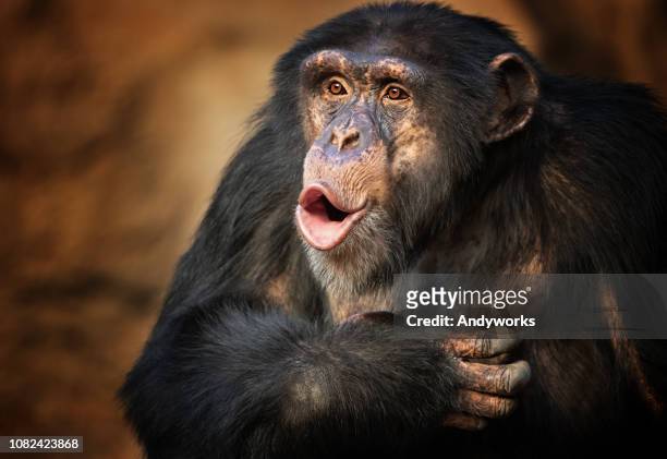 zingen chimpansee - chimpanzee stockfoto's en -beelden