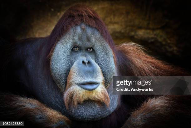 sumatran orangutan boss - orangutan stock pictures, royalty-free photos & images