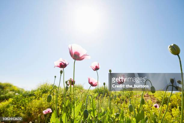 close-up of poppies on green field against sunlight and blue sky - spring grass stock pictures, royalty-free photos & images