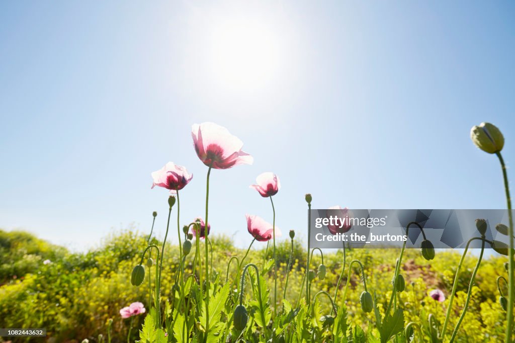 Close-up of poppies on green field against sunlight and blue sky