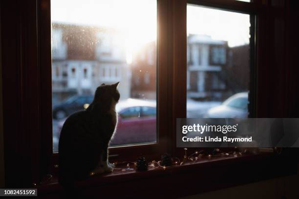 cat at sunset - winter car window stock-fotos und bilder