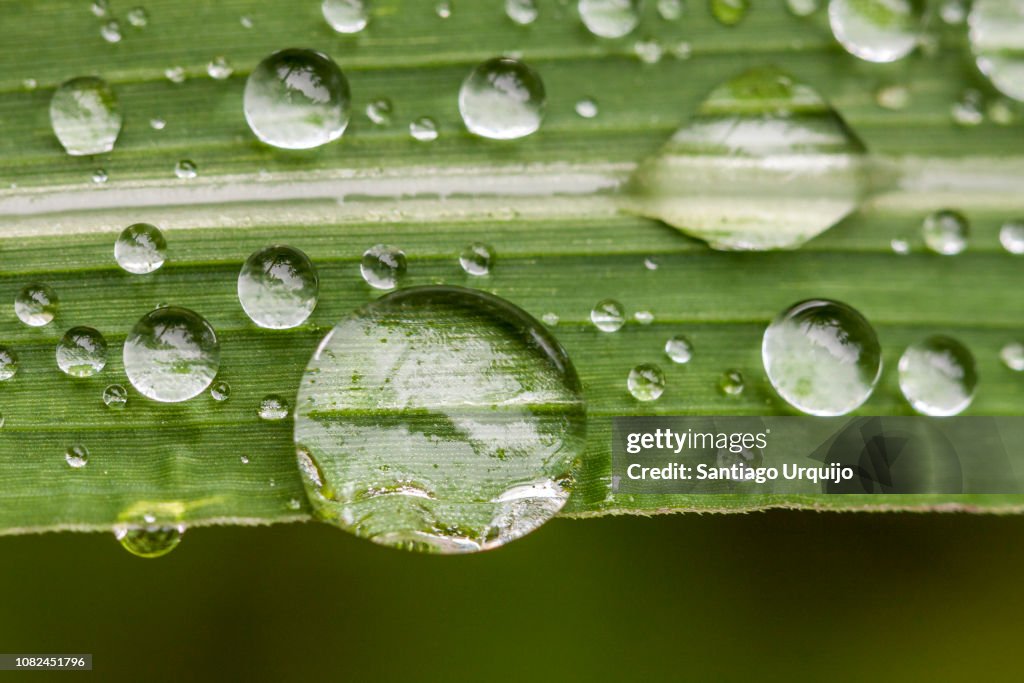 Macro shot of water droplets on a green leave