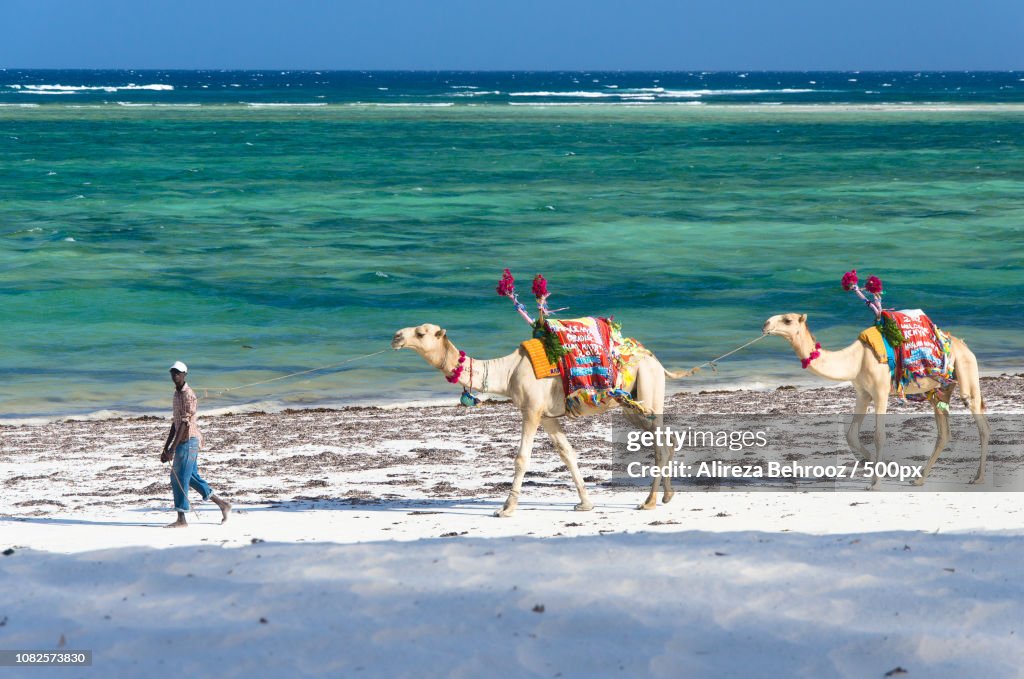 Beach camels!