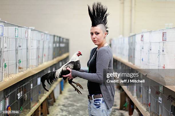 Karmel Kwipprath holds her entry to the Old English game section of the Scottish National Poultry Show in Lanark Market on January 22, 2011 in...