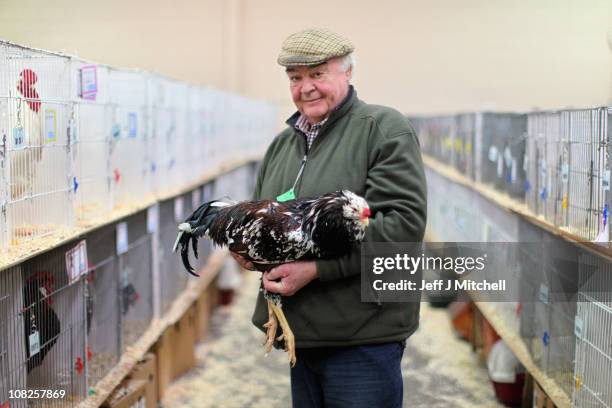 Martin Crowther holds his Russian Aorloff at the Scottish National Poultry Show in Lanark Market on January 22, 2011 in Lanark, Scotland. This year's...