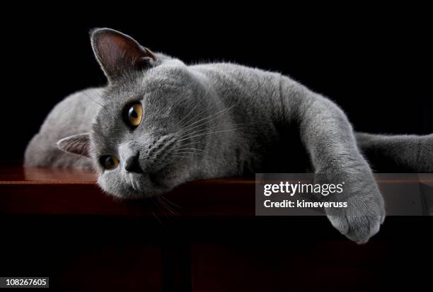 gato de pêlo curto posando para câmera britânico - americano de pelo curto - fotografias e filmes do acervo