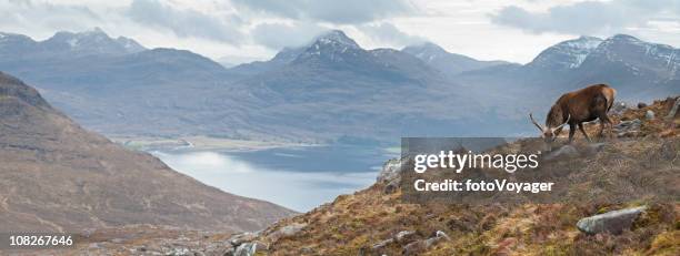 scotland wild stag highland panorama - a ross stock pictures, royalty-free photos & images