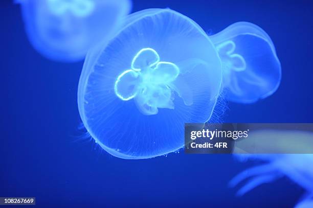 moon jellyfish - jellyfish stock pictures, royalty-free photos & images