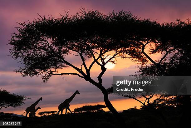 african safari atardecer - tanzania fotografías e imágenes de stock