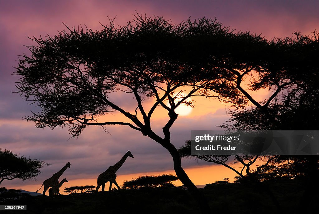 アフリカンサファリの夕焼け