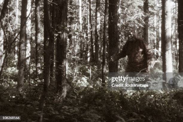 sasquatch sighting - yeti stockfoto's en -beelden