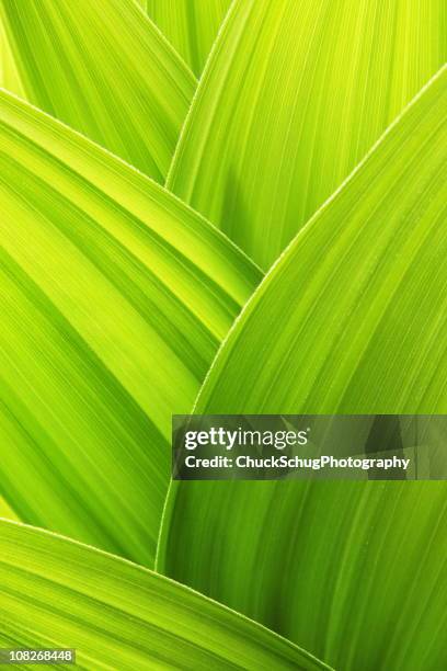 lime green plant leaf textured wallpaper background - hosta stock pictures, royalty-free photos & images