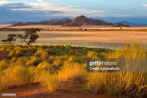 afrikanische savanne bei sonnenuntergang - namibia stock-fotos und bilder