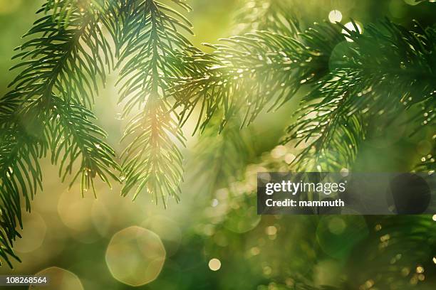 pine braches with glittering light - pine tree close up stock pictures, royalty-free photos & images