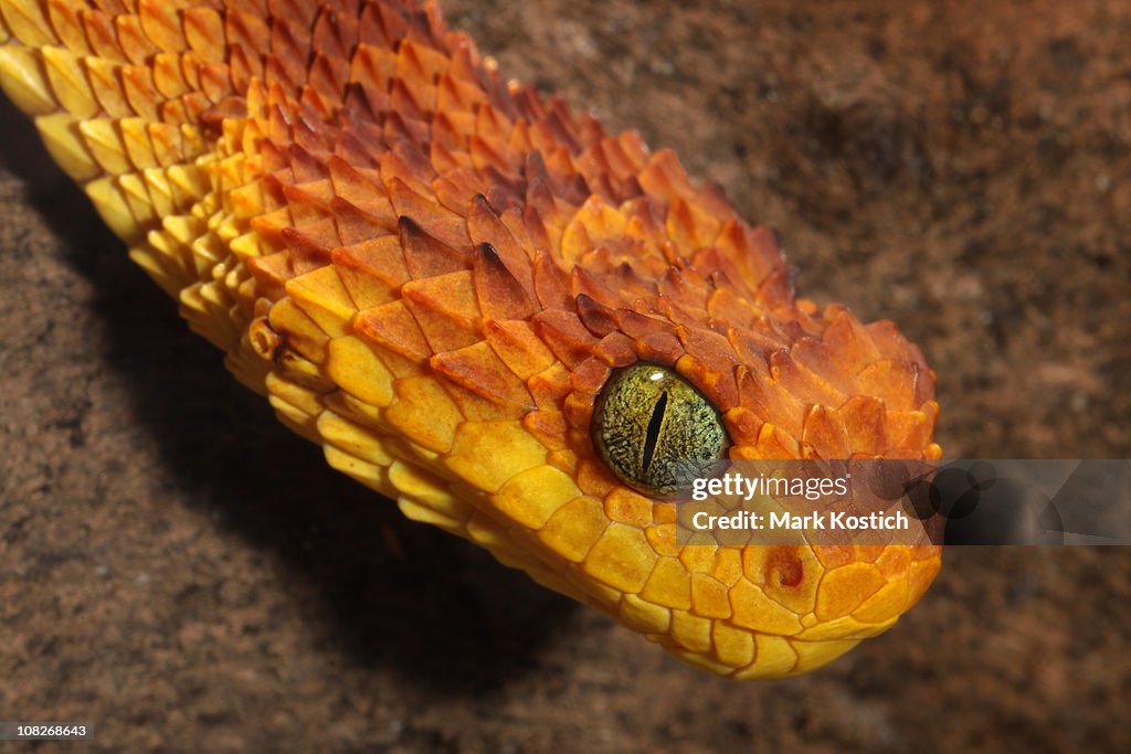 Premium Photo  Venomous bush viper atheris squamigera on tree