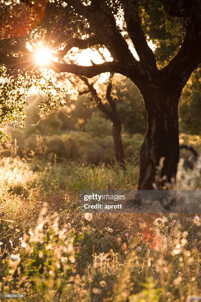 Oak tree on unmown meadow against the evening sun (XXXL)