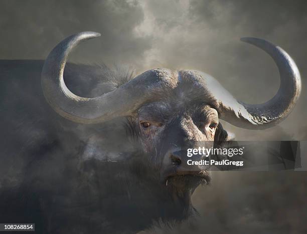 cape buffalo syncerus caffer in mist - african buffalo stock pictures, royalty-free photos & images