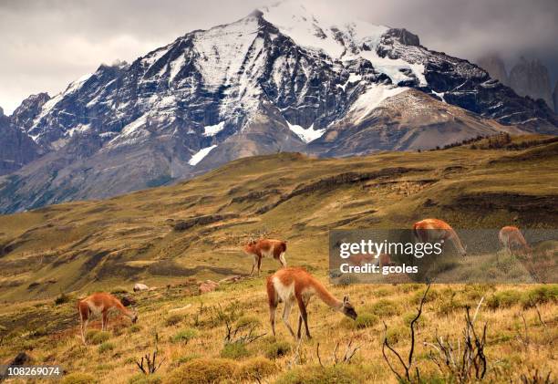 guanaco herd in torres del paine mountain range - steppe stock pictures, royalty-free photos & images