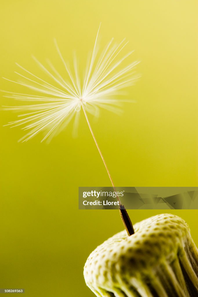 Dandelion with last seed, macro