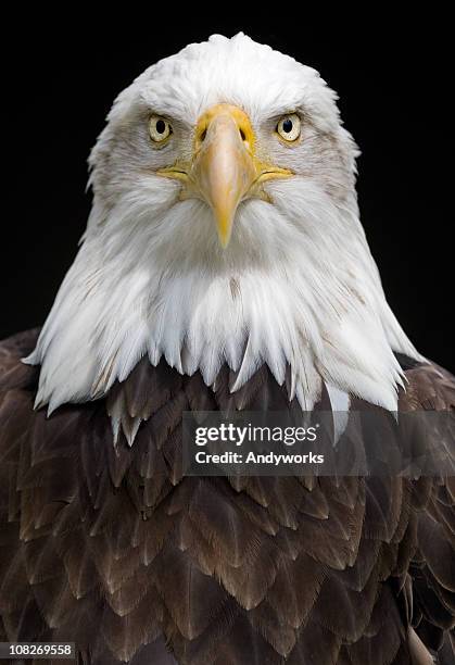bald eagle (haliaeetus leucocephalus) - bird portraits stock-fotos und bilder