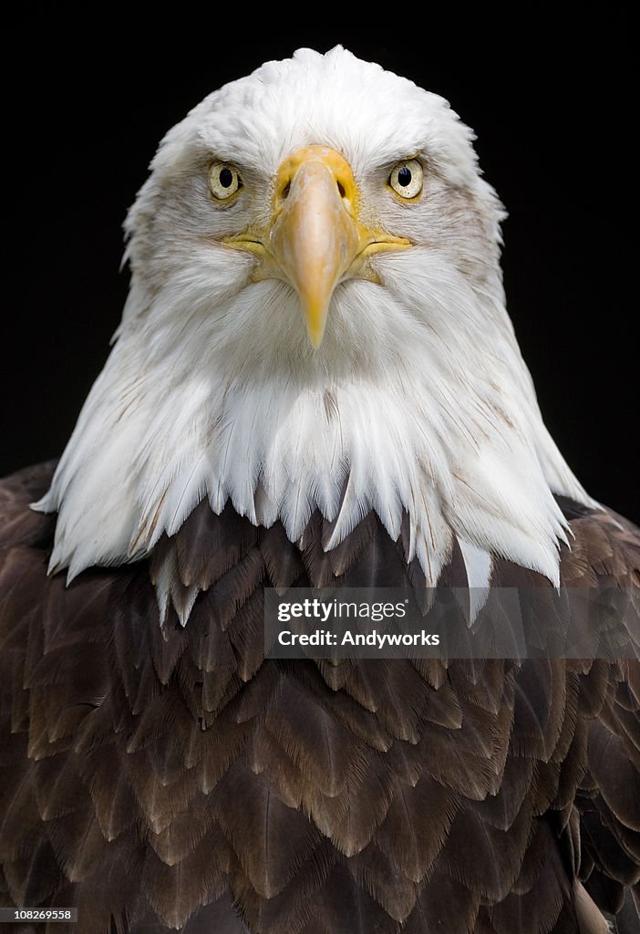 Bald Eagle (Haliaeetus leucocephalus)