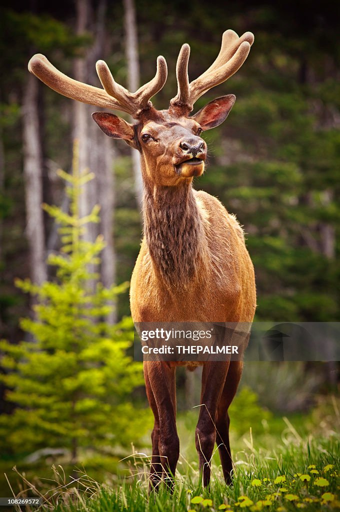 Elk in Banff National Park