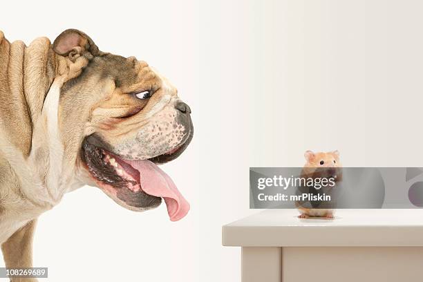 problems! hamster trapped by bulldog prays for help - assistance animals stock pictures, royalty-free photos & images