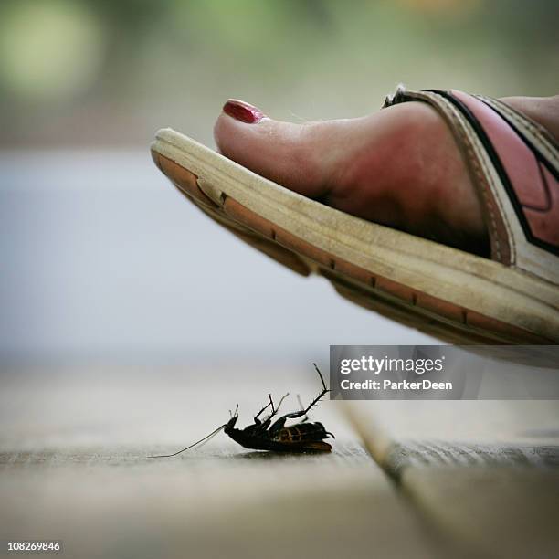 foot stepping on roach - killing insects stock pictures, royalty-free photos & images