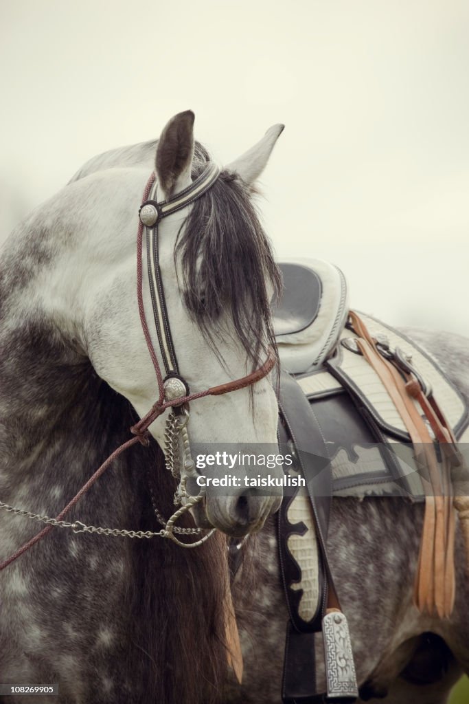 Profile of an Andalusian Stallion