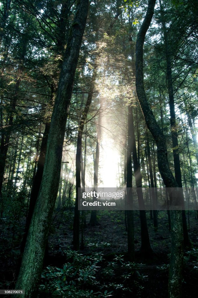 Sunbeam in forest