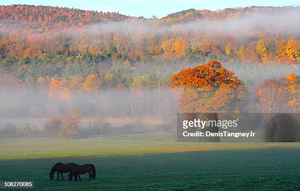 autumn in the berhires - autumn steed stock pictures, royalty-free photos & images